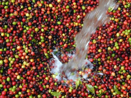 granos de café en agua